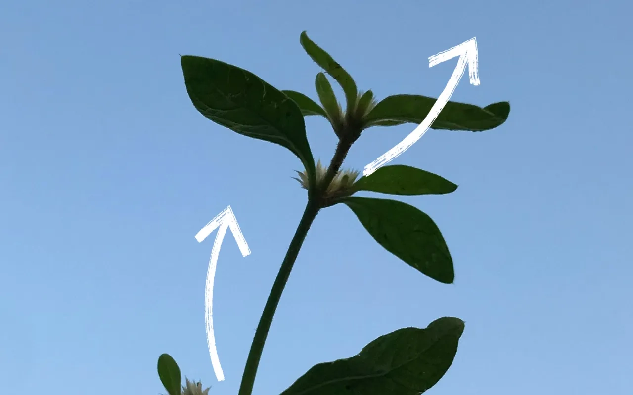 Plant stem with green leaves and two white arrows against a clear blue sky.